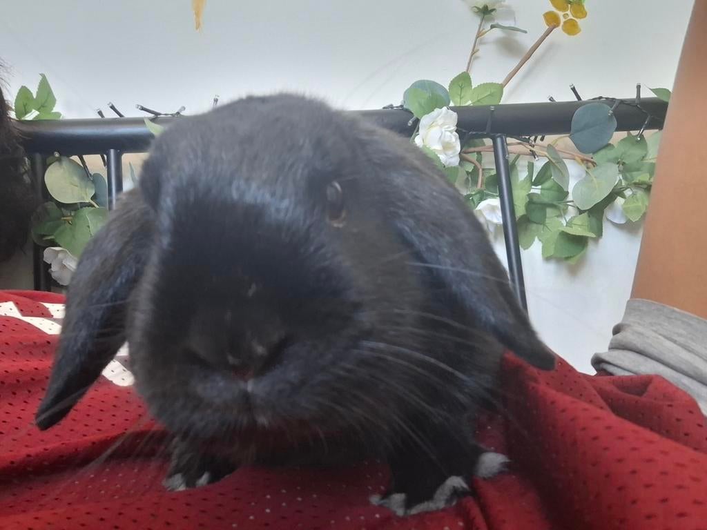 Liefste speelse konijn te koop. 2 jaar oud, mannetje, Dieren en Toebehoren, Konijnen, Mannelijk