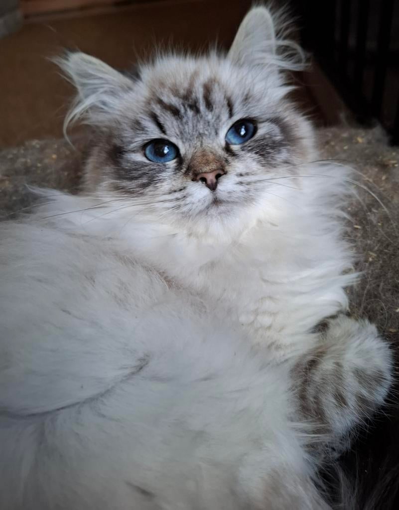 Siberische neva masquerade poesje met stamboom, Poes, Met stamboom