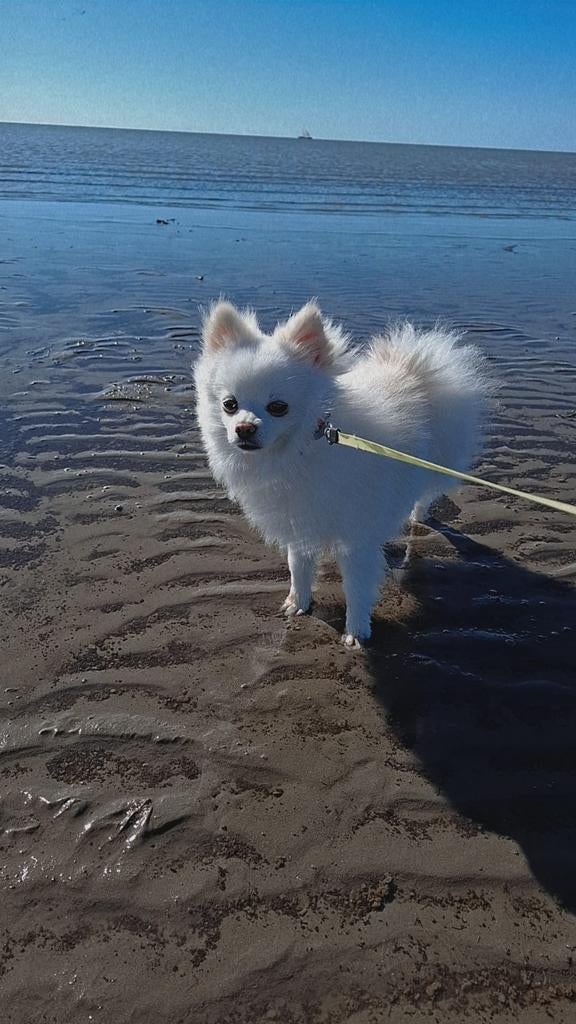 pomeriaan & maltezer, Dieren en Toebehoren, 1 tot 2 jaar, Parvo, Eén hond, Nederland