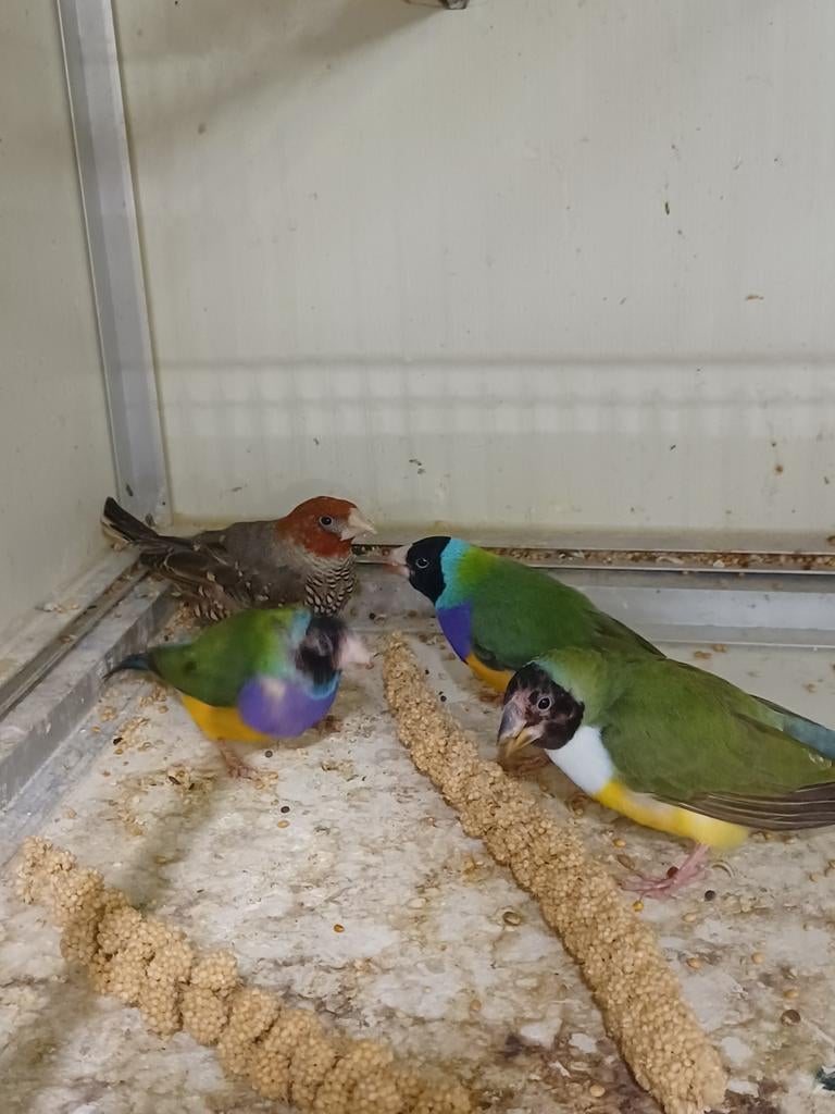 Gould amadine, Mannelijk