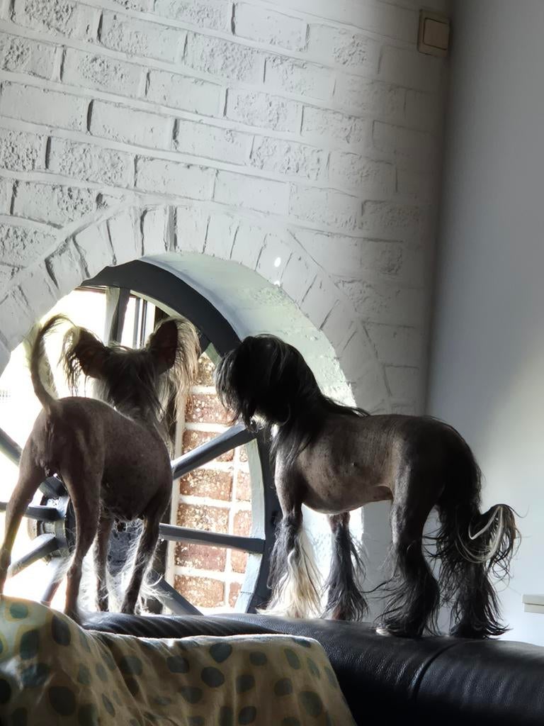 Chinese  naakthond hh pup + powderpuff pup, België, Particulier, Overige rassen, 8 tot 15 weken