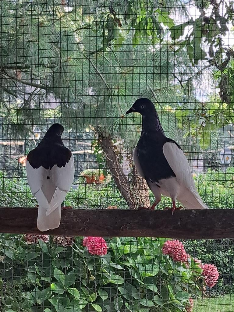 Diverse soorten DUIVEN,Pauwstaarten-Kapucijnen-Modena's-ect., Meerdere dieren