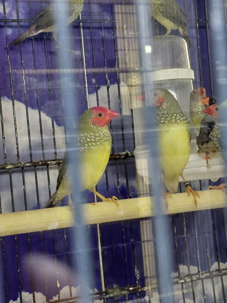 Binzenastrilde l Broedrijpe koppels, Meerdere dieren, Tropenvogel