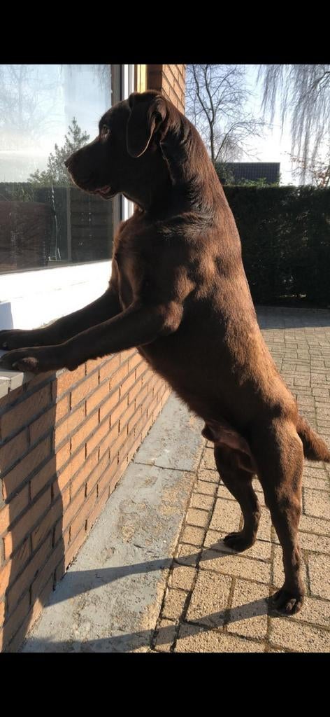 Labrador, 6 jaar of ouder, Reu, Parvo, Eén hond