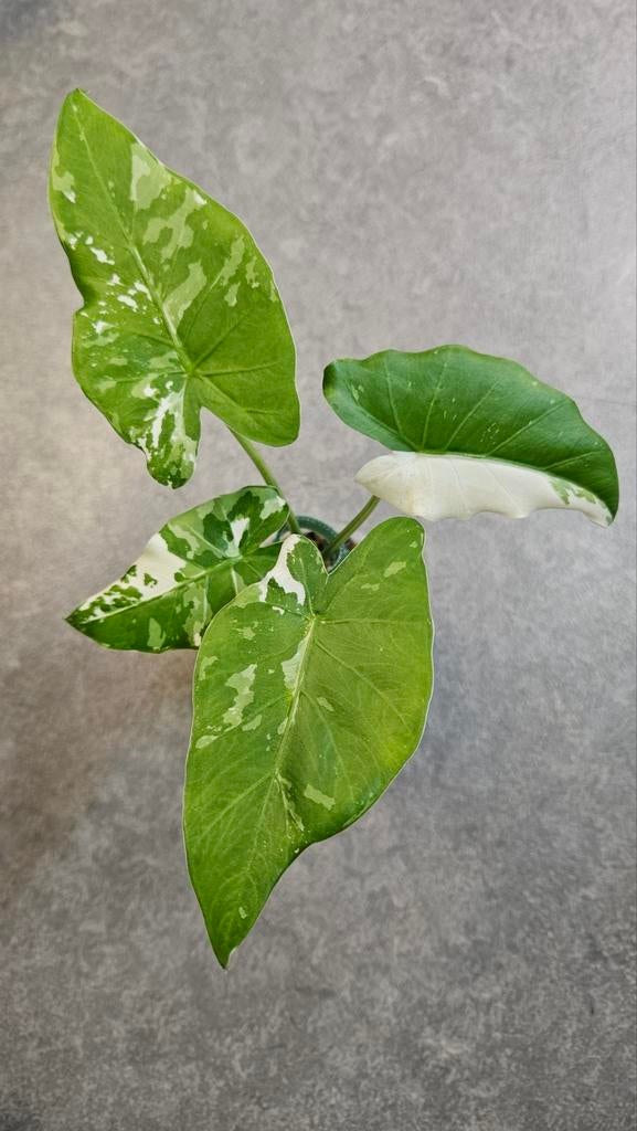 Alocasia Okinawa Silver Variegata, Huis en Inrichting, Kamerplanten, Ophalen of Verzenden, Halfschaduw, Minder dan 100 cm
