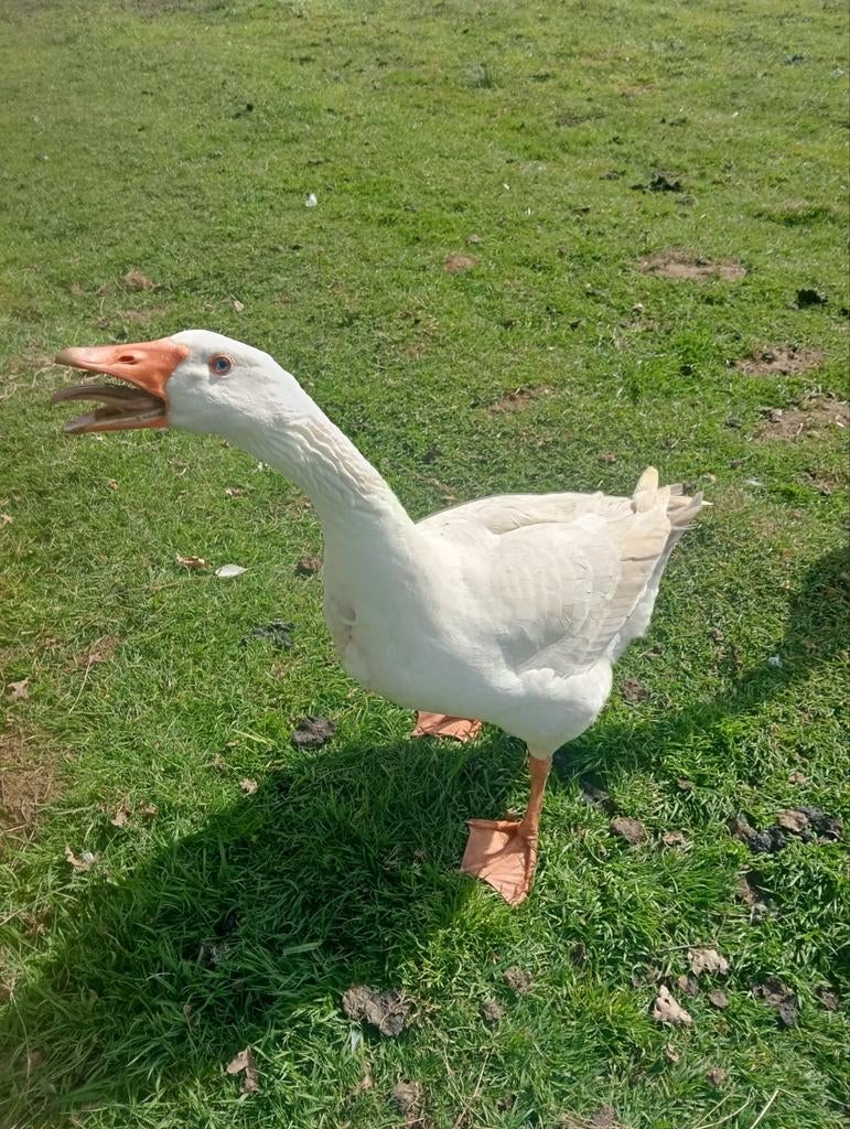 Te koop twee Mannetjes Ganzen , Wit, Dieren en Toebehoren, Pluimvee, Mannelijk, Gans of Zwaan