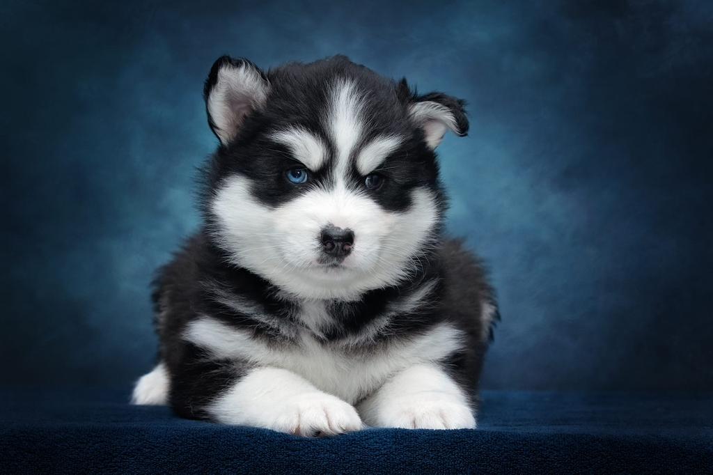 Lieve, Knappe, Gezonde pomsky pups te reseveren, 8 tot 15 weken, Poolhond, Parvo, Meerdere