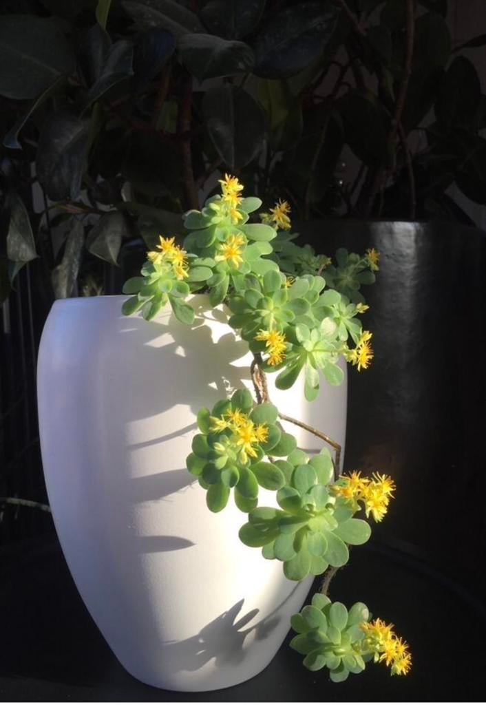 Vintage bloempotten diverse bio bloeiende kamerplant, Rond, Binnen, Ophalen of Verzenden, Zo goed als nieuw