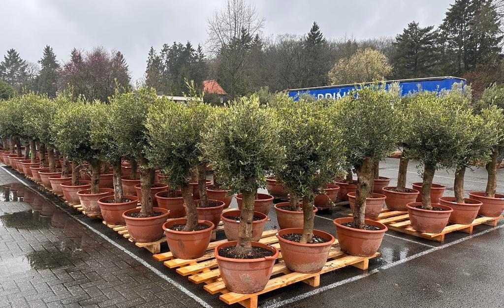 Olijfbomen Tarrina ,,intensivo” bowl 170cm Stam 35/40, 100 tot 250 cm, Olijfboom, Zomer, Ophalen