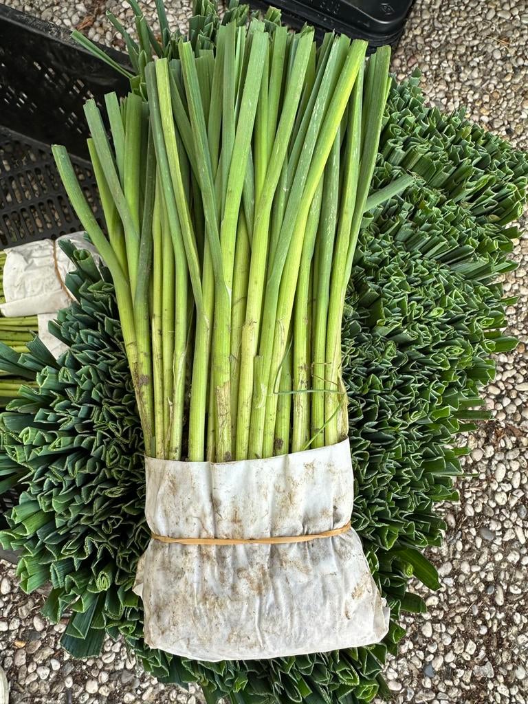 Zomer prei, Tuin en Terras, Planten | Tuinplanten, Ophalen of Verzenden, Eenjarig, Overige soorten, Volle zon