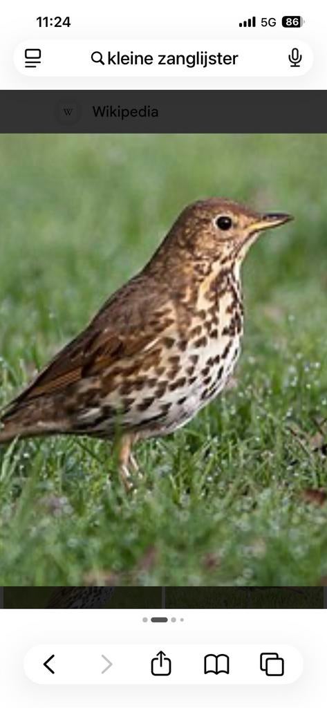 GEVRAAGD kleine zanglijster POP, Dieren en Toebehoren, Vogels | Overige Vogels, Vrouwelijk