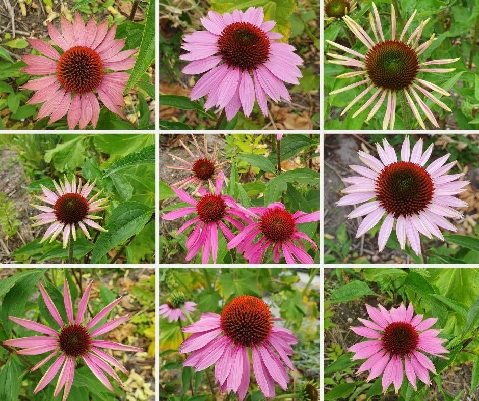 Rode Zonnehoed Echinacea | Bio zaden |zelf gewonnen |Vast 32, Ophalen of Verzenden, Voorjaar, Halfschaduw, Zaad