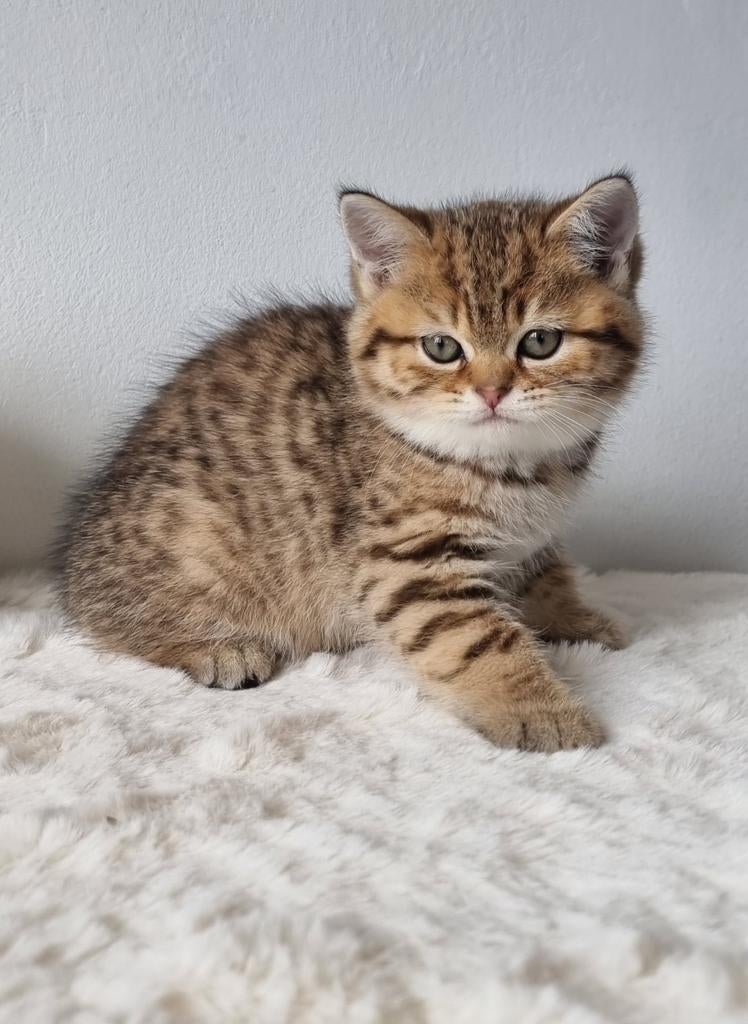 British shorthair kitten, Poes