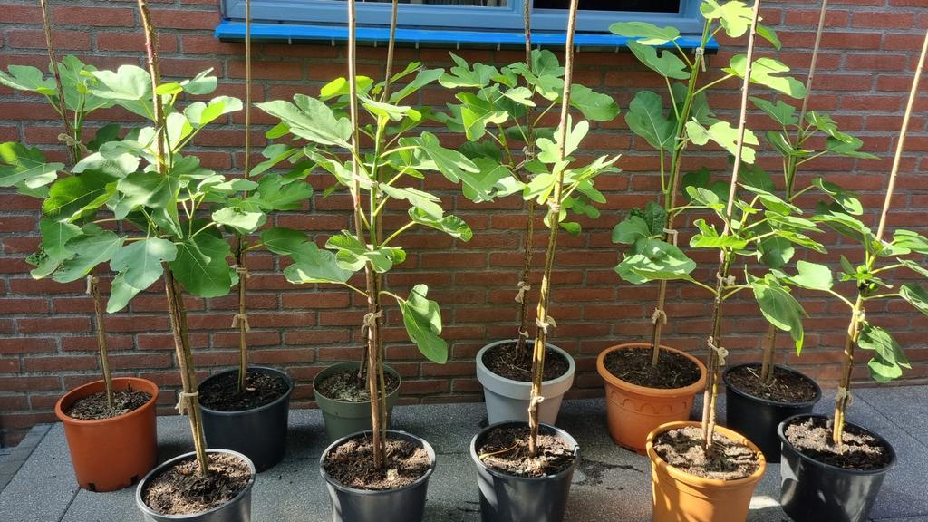 Brown Turkey vijgenboom uit Turkse moederboom  | Op = op!, Tuin en Terras, Ophalen, Lente, In pot, Vijgenboom