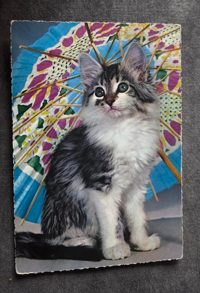 Fluffy poesje onder parasol, Verzenden, 1960 tot 1980, Ongelopen, Hond of Kat