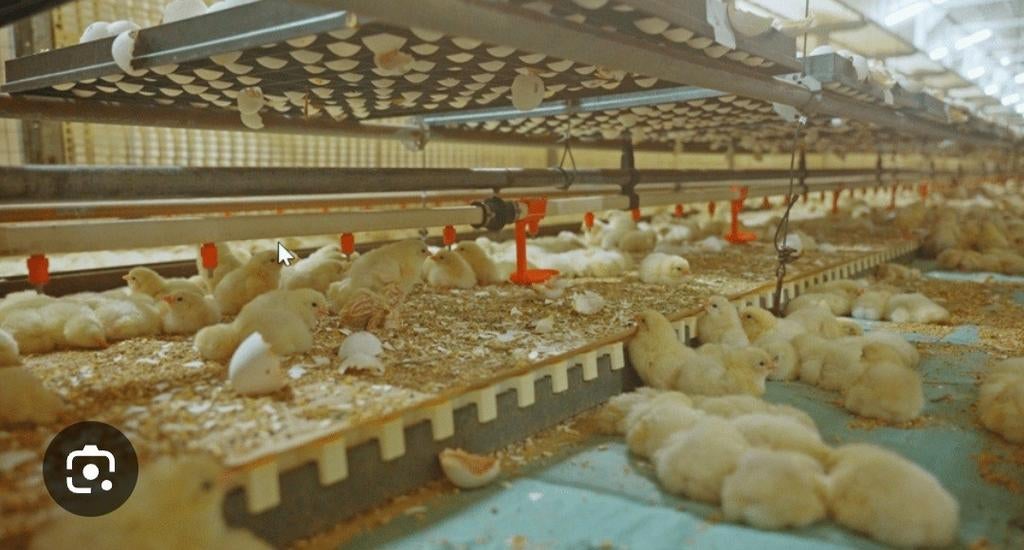 Verschillende soorten kuikens te koop., Vrouwelijk, Kalkoen