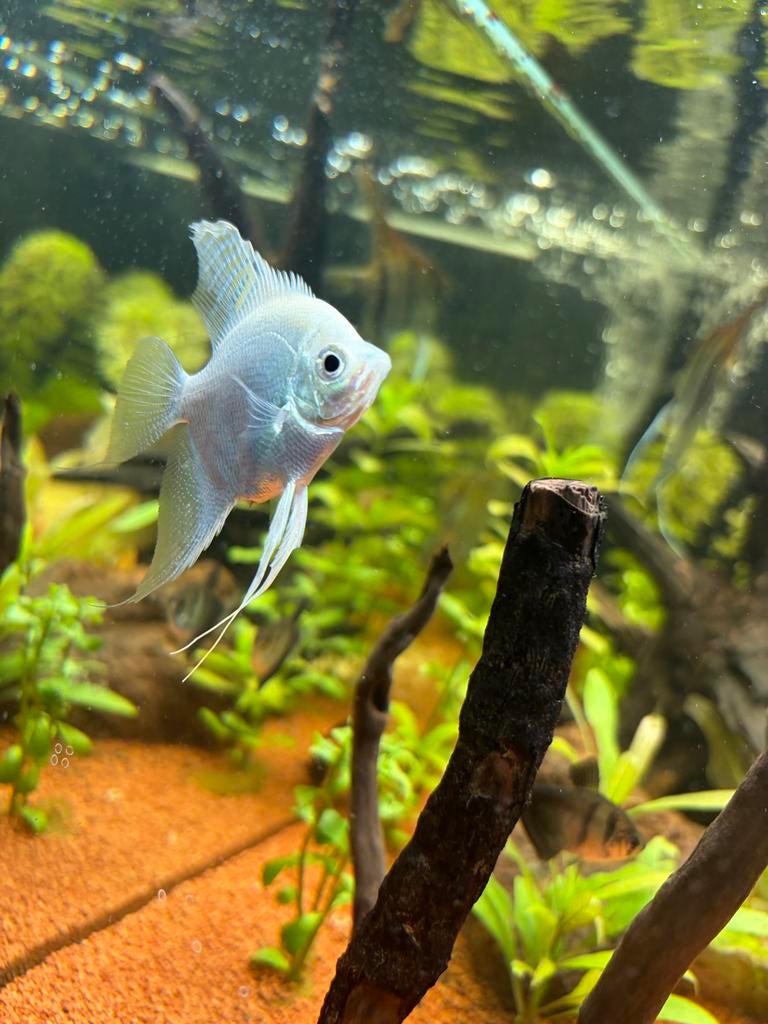Maanvissen 3 stuks, Dieren en Toebehoren, Vissen | Aquariumvissen, Vis