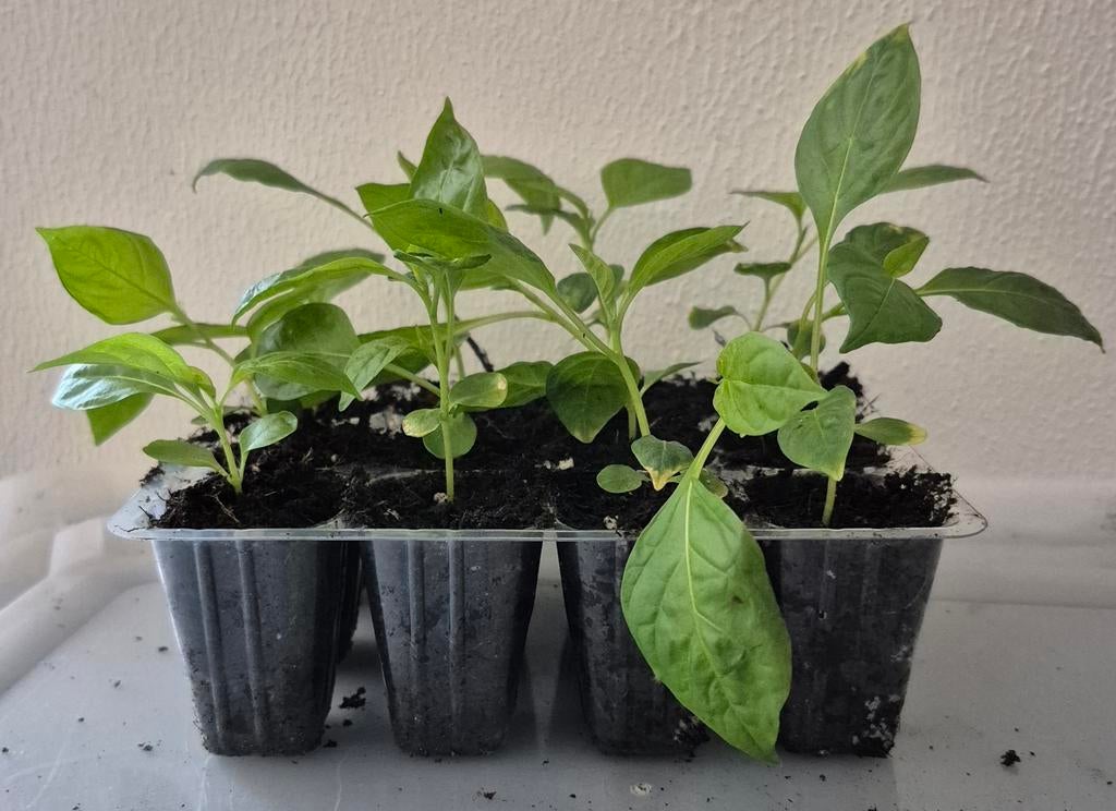 Bitawiri plantjes, Ophalen of Verzenden, Eenjarig, Groenteplanten, Volle zon