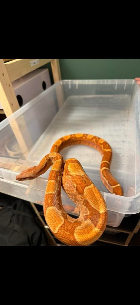 Boa Constrictor Boa Constrictor - unknown for sale from H.Kooij