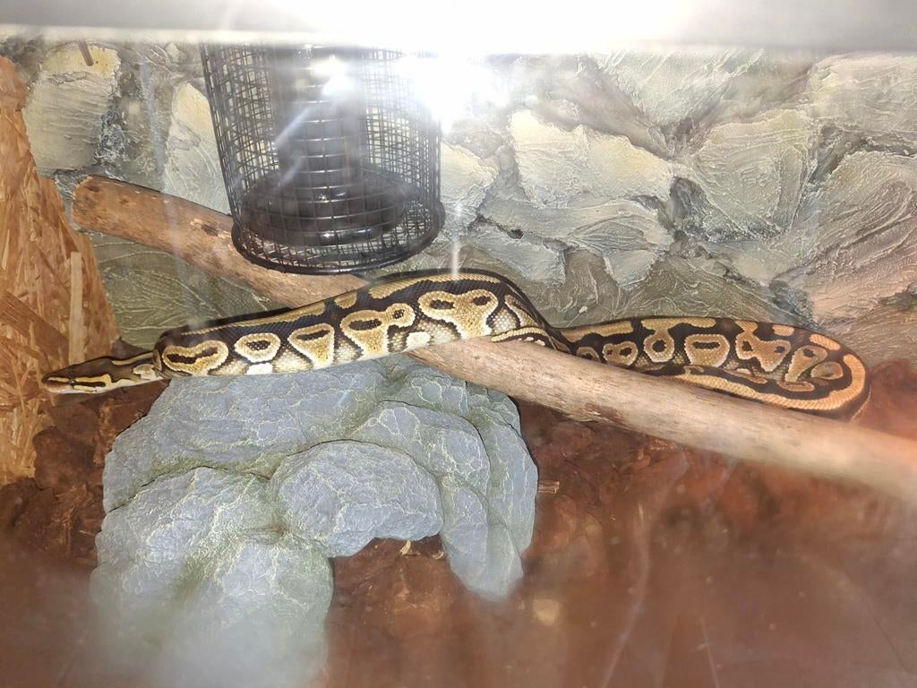 Konings python tekoop. Ball Python - female for sale from Bor