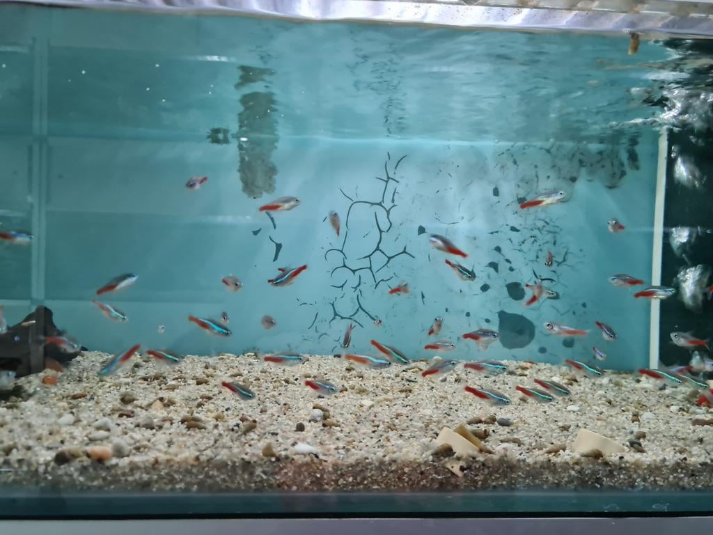 Neon Tetra, Paracheirodon Innesi, Neontetra, Vis, Zoetwatervis