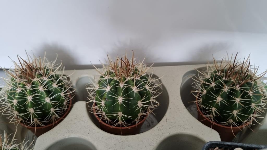 CACTUS ZELDZAAM COLEOCEPHALOCEREUS GOEBELIANUS PLANT, Ophalen of Verzenden, Cactus, Volle zon, Minder dan 100 cm