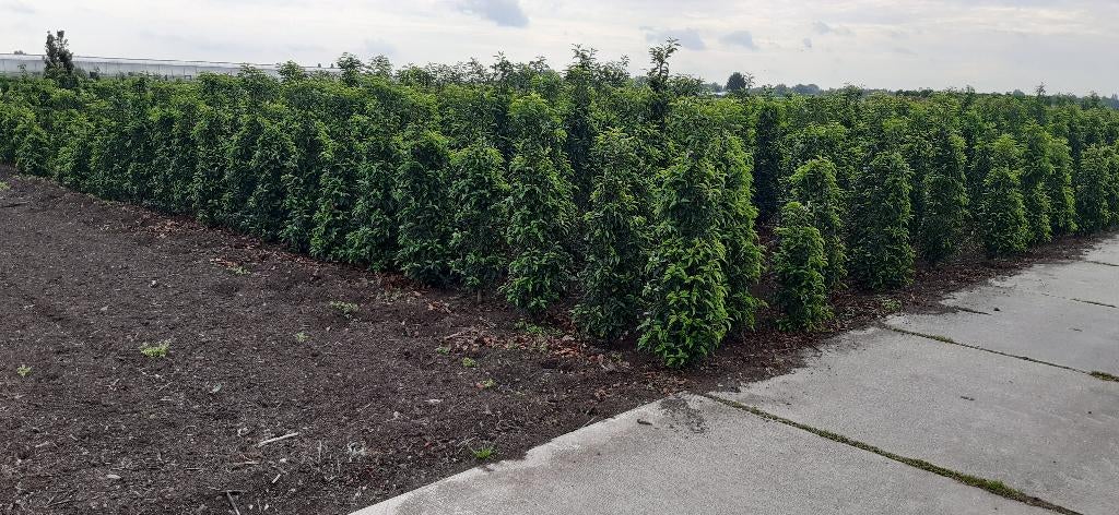 Portugese laurier (Prunus lus. Angustifolia) vanaf €10,-, Halfschaduw, Overige soorten, Lente, 100 tot 250 cm