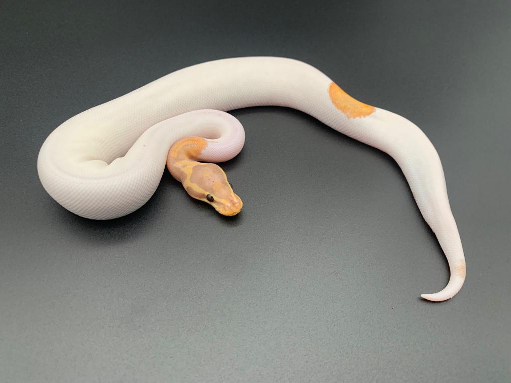 1.0 banana mojave piebald Ball Python - male for sale from DemonSnakes