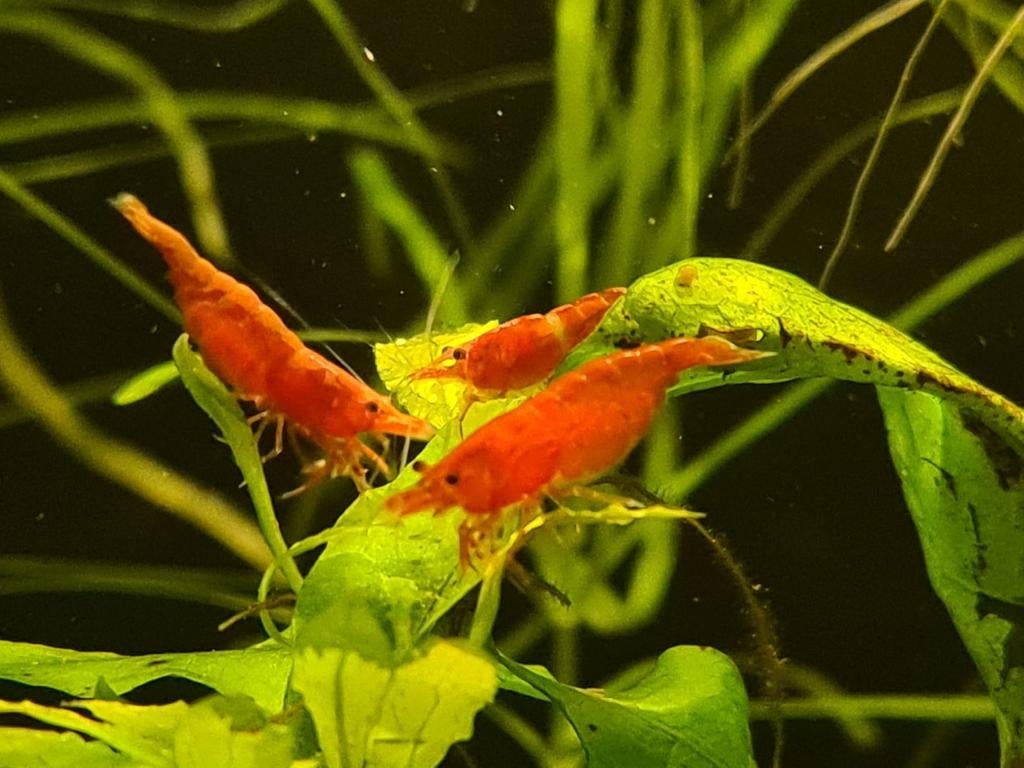 Vuurgarnalen, Dieren en Toebehoren, Vissen | Aquariumvissen, Kreeft, Krab of Garnaal