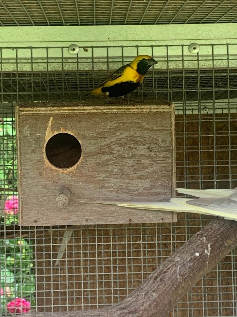 Napoleonwever man, Mannelijk, Overige soorten