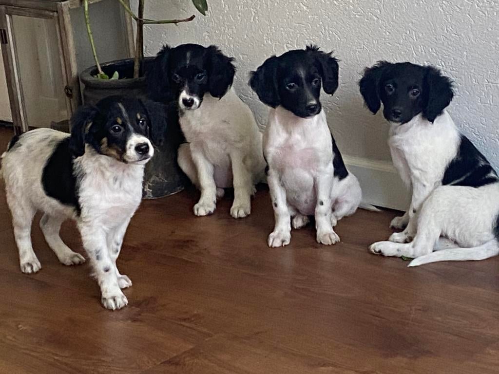 Supermooie FRIESE STABIJ x HEIDEWACHTEL pups - teefjes, Parvo, Nederland, 8 tot 15 weken, Teef