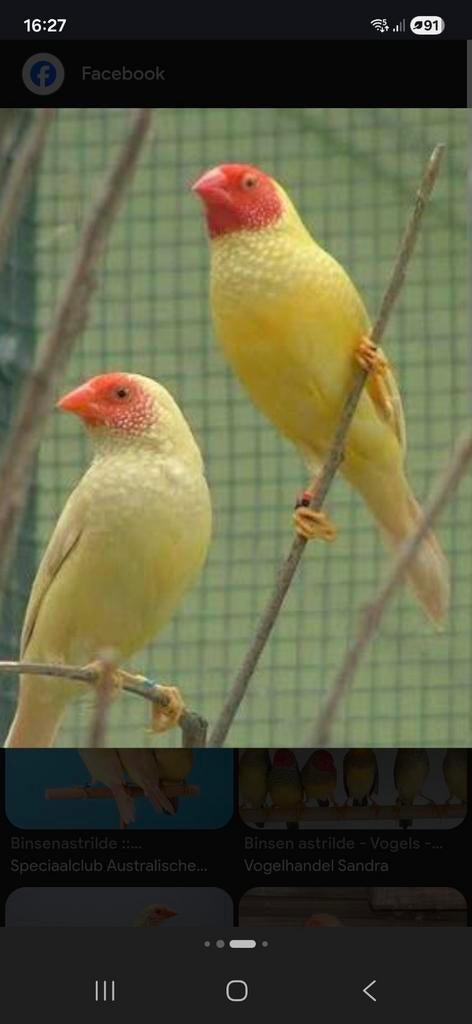 Gezocht binsen en bichenows, Meerdere dieren