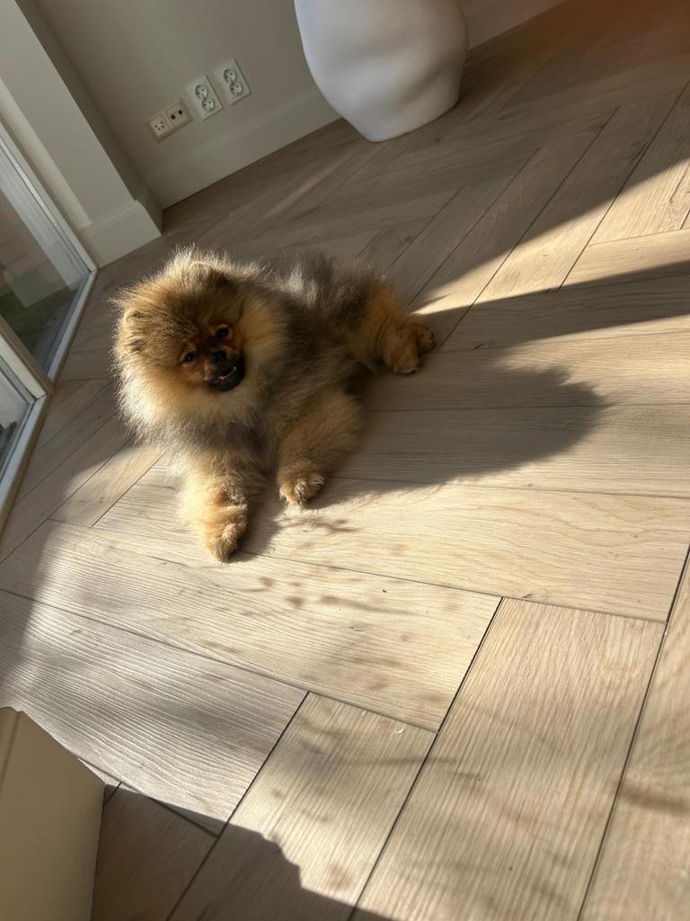 Pomeriaan pup met stamboom, Dieren en Toebehoren, Particulier, Keeshond, Reu, 8 tot 15 weken
