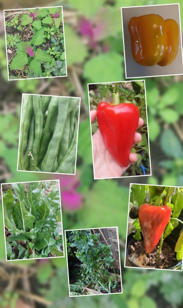 BIO groentenzaden, Tuin en Terras, Bloembollen en Zaden, Ophalen of Verzenden, Volle zon