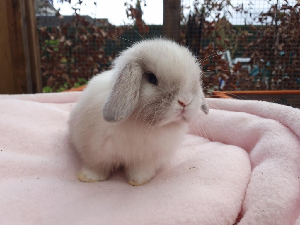 Engelse Minilop Dwerghangoor konijntjes, Dieren en Toebehoren, Konijnen, Meerdere dieren, Dwerg