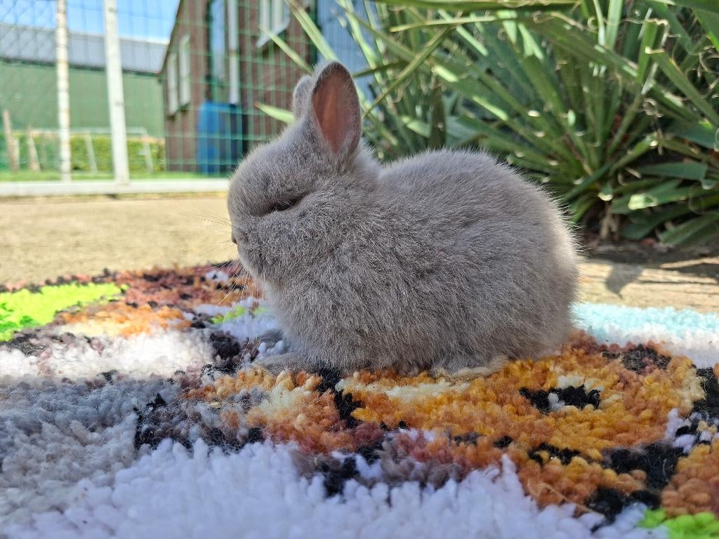 Kleurdwerg, Dieren en Toebehoren, Vrouwelijk, Dwerg, 0 tot 2 jaar
