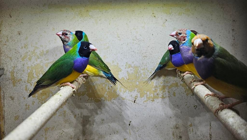 Gouldamadines mannen, Mannelijk