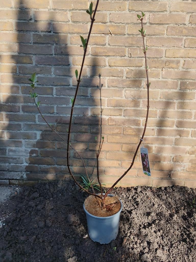 Viburnum xbodnantense 'Dawn' plant, Tuin en Terras, Planten | Tuinplanten, Ophalen, Vaste plant