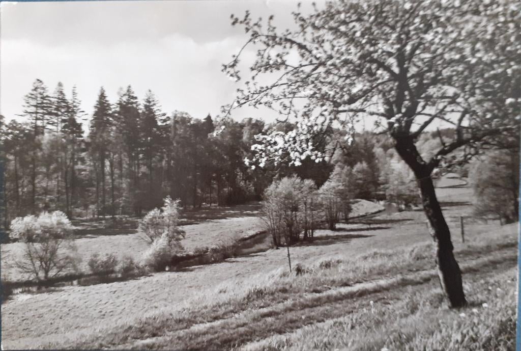 Ansichtkaart Duitsland DDR Pinksteren, Ophalen of Verzenden, 1960 tot 1980, Gelopen, Feest(dag)