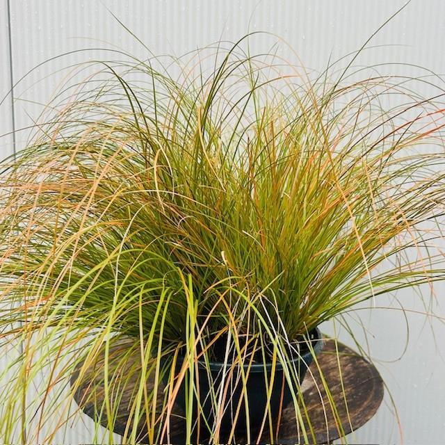 Siergras, Siergrassen, zegge, pampasgras, met korting, Ophalen of Verzenden, Vaste plant