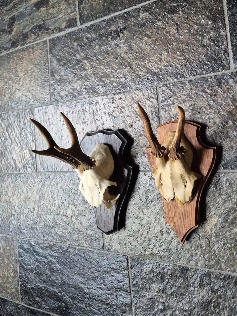 2 Mooie Ree geweien samen € 15 jacht hut mancave g29, Ophalen of Verzenden, Gebruikt, Hert, Gewei of Kop