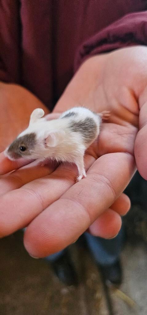 Tamme kleurmuizen, Dieren en Toebehoren, Knaagdieren, Januari, Meerdere dieren, Hamster