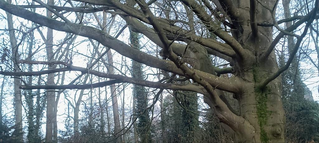 ‼️Openhaardhout / draaibank hout ‼️, 6 m³ of meer, Ophalen of Verzenden, Beukenhout, Blokken