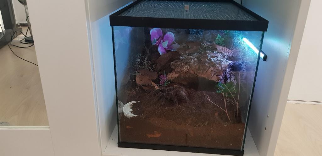 Terrarium voor vogelspinnen en reptielen, Dieren en Toebehoren, Ophalen of Verzenden, Nieuw, Terrarium of Paludarium