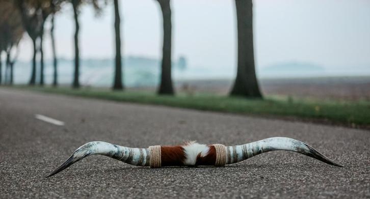 Longhorn, Ophalen of Verzenden, Nieuw, Opgezet dier