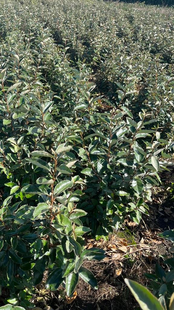 Elaeagnus ebbingei en compacta olijfwilg Haagplanten, Ophalen of Verzenden, Conifeer, 100 tot 250 cm