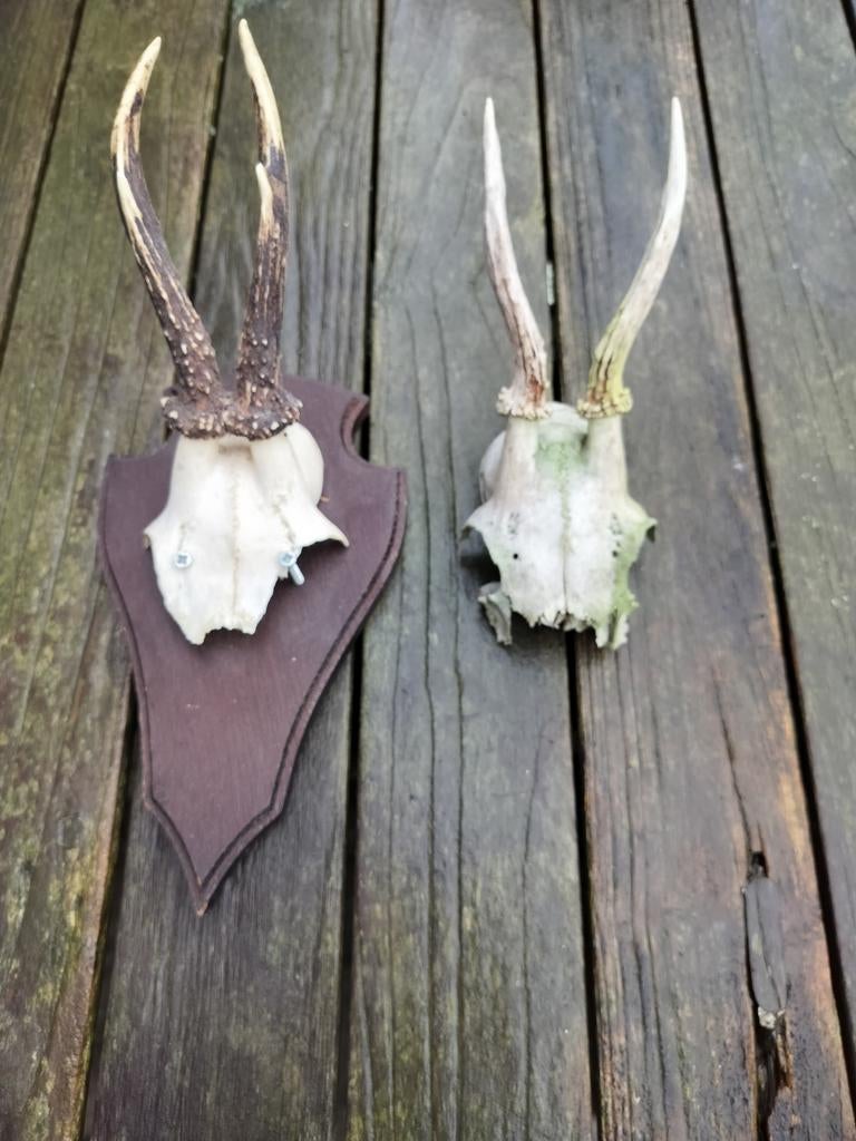 2 Geweien, Ophalen, Zo goed als nieuw, Hert, Gewei of Kop