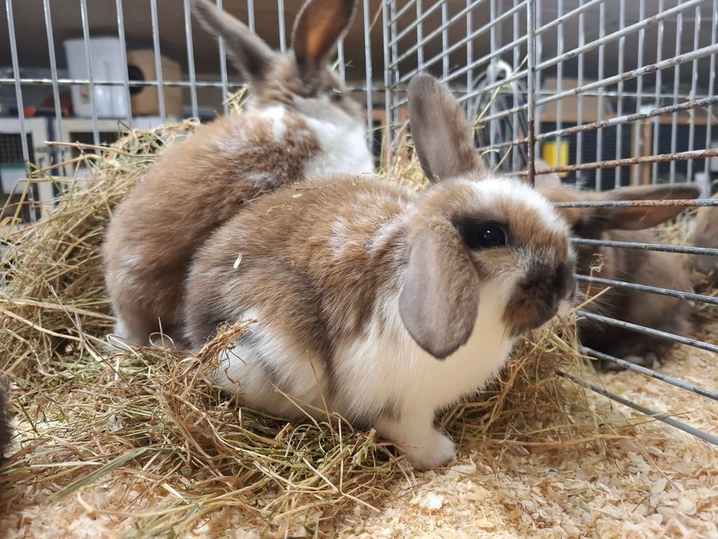 Mooie tamme dwergkonijntjes, Dieren en Toebehoren, Konijnen, Meerdere dieren, Dwerg