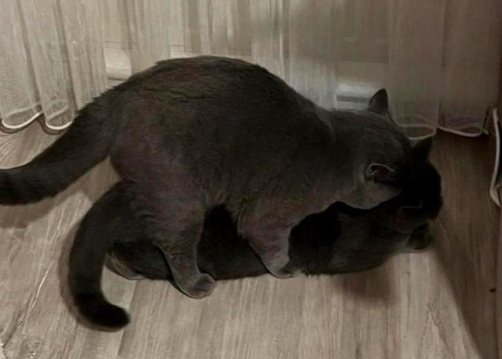 Britse Korthaar Dekkater (Niet te koop)