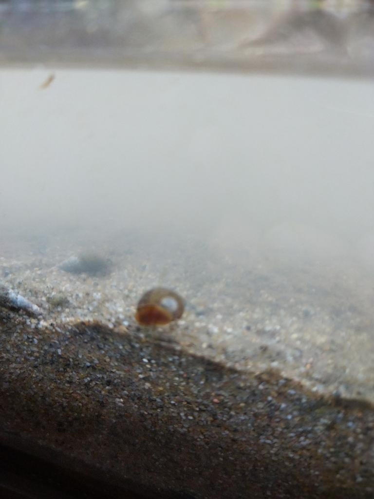 Posthoornslakken, Vis